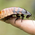 Отдается в дар Мадагаскарские шипящие тараканы