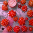 Отдается в дар Кактус для прививки: Гимнокалициум Михановича вариегата(красный)