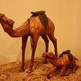 Отдается в дар Египетские верблюды