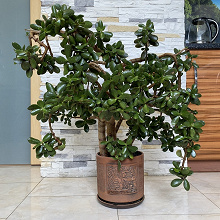 Отдается в дар Crassula 90 см «Денежное семейное дерево»