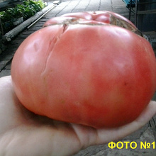 Отдается в дар Семена томатов розовых крупных