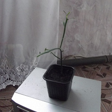 Отдается в дар Очередной цветочный дар.