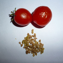 Отдается в дар Семена комнатных помидоров.