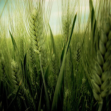 Отдается в дар Пшеница для проращивания