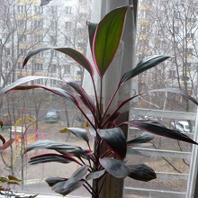 Отдается в дар Комнатные растения