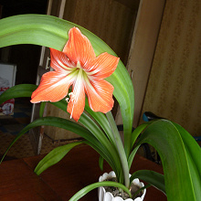 Отдается в дар Гиппеаструм (Hippeastrum)