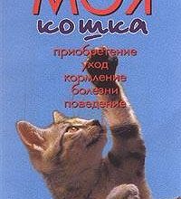 Отдается в дар «Моя кошка» Тайлиг З. и Г.