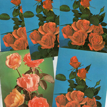 Отдается в дар Чистые открытки с розами