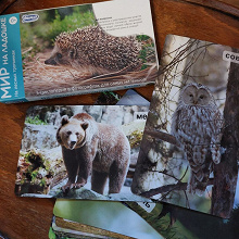 Отдается в дар чудесный набор карточек с фотографиями животных и природы.