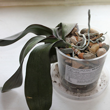Отдается в дар Орхидея Фаленопсис
