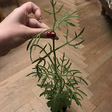 Отдается в дар Каланхоэ оленьи рожки