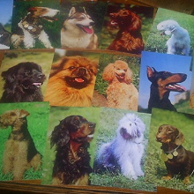 Отдается в дар набор открыток собаки 1987г