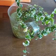 Отдается в дар Укорененные черенки фикуса