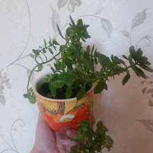 Отдается в дар Растение. Каланхоэ