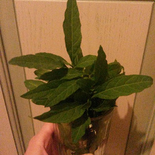 Отдается в дар Паслен (solanum)