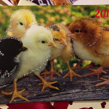 Отдается в дар Календарик цыплята