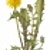 oduvan92