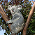 Small_koala