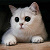Vasya_the_Cat
