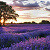 Lavender_Provence