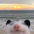 c0caine.cat