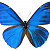 butterfly3366