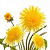 Flore