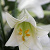 Lily_G