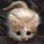 shirefox