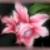 P_Olik