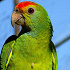 Amazona