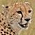 Cheetah_Layri