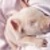 Minipig