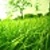 Albina_63