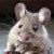 Tanya-maus