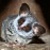 Galago