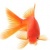 goldfish19