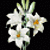 Liliia