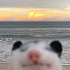 c0caine.cat
