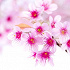 Bloomingcherrytree