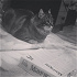 sunfox