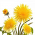 Flore