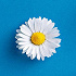 the_camomile