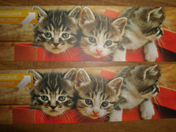 Отдается в дар «Закладки с котиками от телеканала «Домашние животные»»