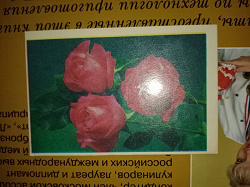 Отдается в дар «Календарики цветы СССР»