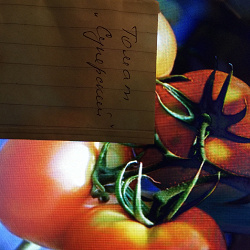 Благодарность за дар Семена суперских помидоров!