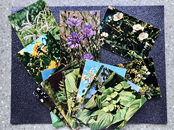 Отдается в дар «Набор открыток «Лекарственные растения»»