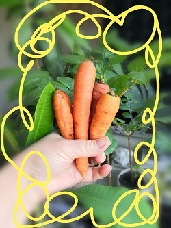 Отдается в дар «Морковка»