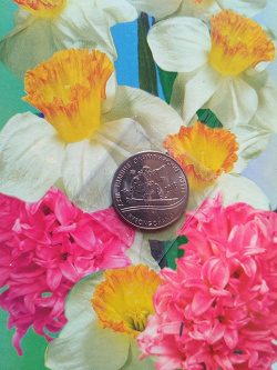 Отдается в дар ««Монета по поводу» (1 рубль ПМР)»