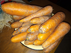 Отдается в дар «Морковка 3-4 кг»